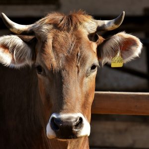 Higher Advanced Diploma In Agriculture - Animal Husbandry (VAG002)