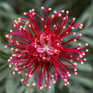 Growing Grevilleas