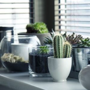 Interior Plants (Indoor Plants)