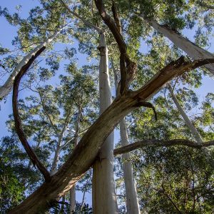 Eucalypts